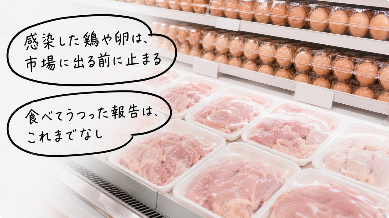 スーパーに並ぶ卵パックと鶏肉の実写写真。手書きの文字で「感染した鶏や卵は市場に出る前に止まる」「食べてうつった報告なし」と示す