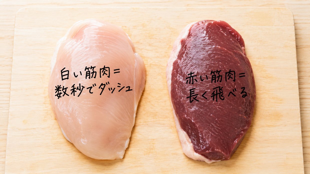 左に白いニワトリの胸肉、右に赤い胸肉(カモなど渡り鳥)を並べた実写写真。手書きの文字で、白い胸肉に「数秒でダッシュ」、赤い胸肉に「長く飛べる」