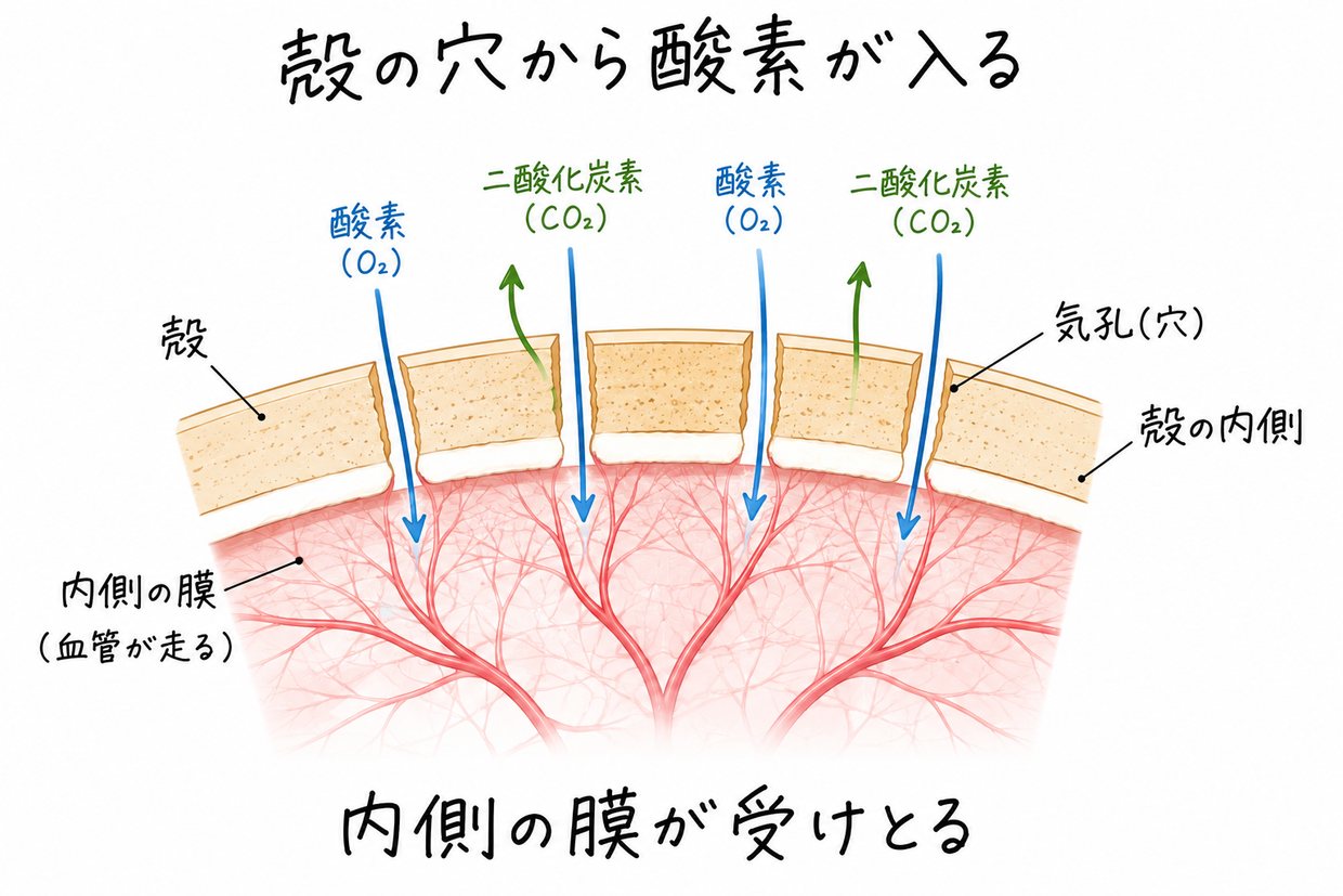 卵の殻の断面を拡大した説明イラスト。殻に小さな穴があき、その内側を血管の走る膜がおおっている。外から酸素が穴を通って膜の血管に入り、二酸化炭素が逆向きに出ていく矢印。手書きの黒い文字で「殻の穴から酸素が入る」「内側の膜が受けとる」。