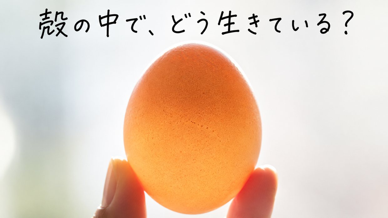 やわらかい光にかざした一個の鶏卵の実写写真。殻は閉じたままで、中は見えない。上に手書きの黒い文字で「殻の中で、どう生きている？」と書かれている。