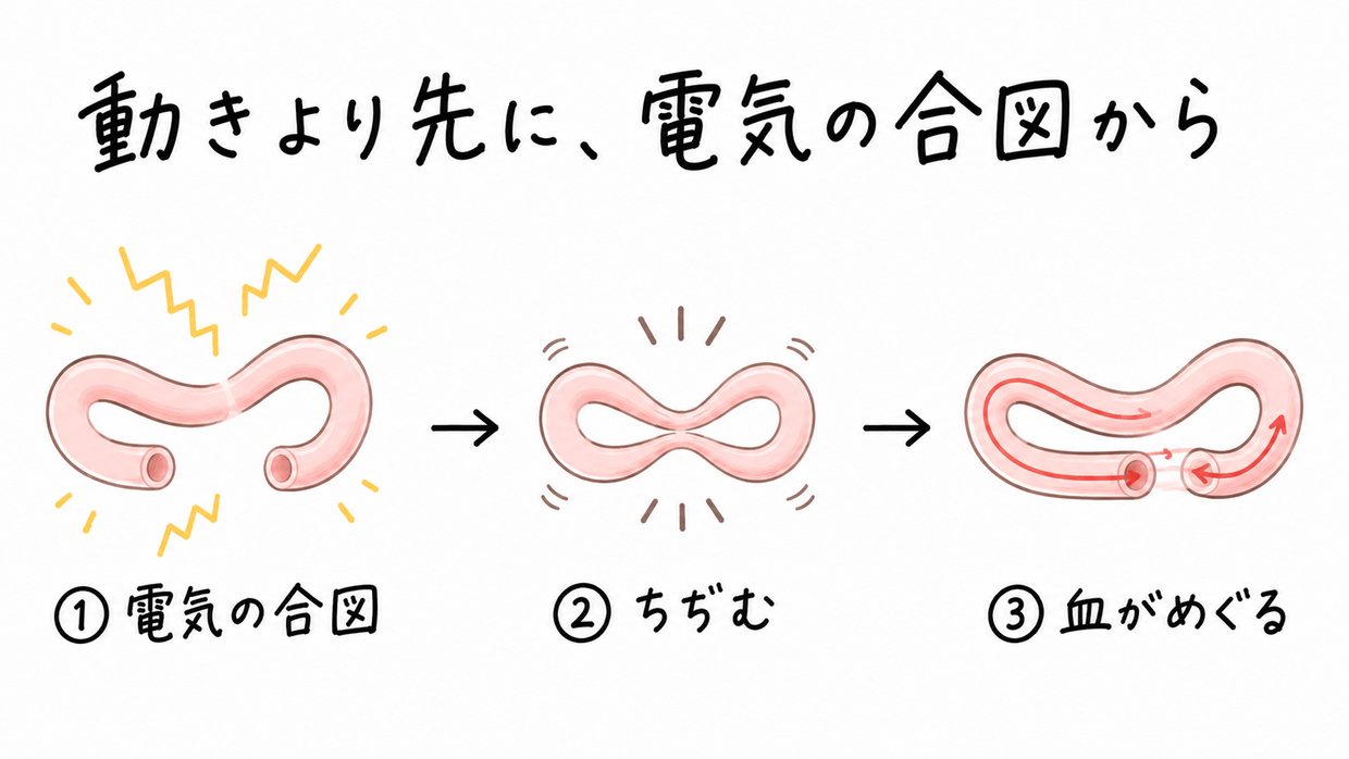 発生初期の、ループしかけた細い管のような心臓を左から右へ3コマで示す説明イラスト。左は管に電気のジグザグが走り（まだ動かない）、中は管全体が縮み、右は管の中を赤い血が流れる。手書きの文字で「動きより先に、電気の合図から」。