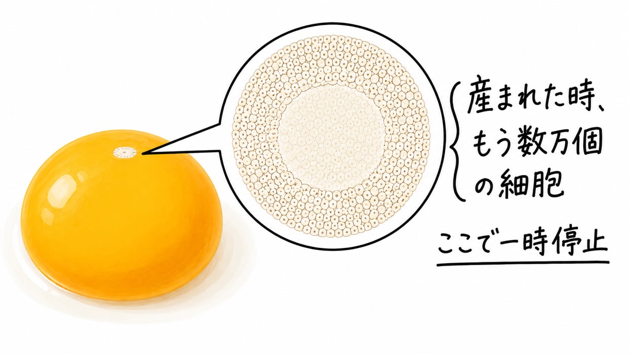 自然な形の黄色い黄身の上に、平たく淡い小さな胚盤がのっている説明イラスト。その胚盤を右に拡大すると、細胞がびっしり重なった白い輪と、中央の淡く半透明の部分からなる、的(バルスアイ)のような円盤になっている。手書きの黒い文字で「産まれた時、もう数万個の細胞」「ここで一時停止」。