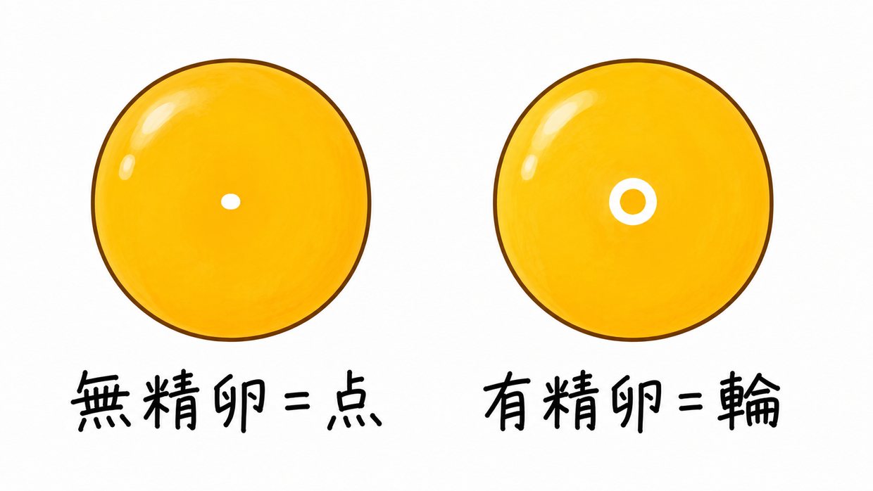 割った卵の黄身を上から見た説明イラストを2つ並べたもの。左は白い点だけの無精卵、右は小さな輪(ドーナツ状)の有精卵。手書きの黒い文字で、左に「無精卵=点」、右に「有精卵=輪」。