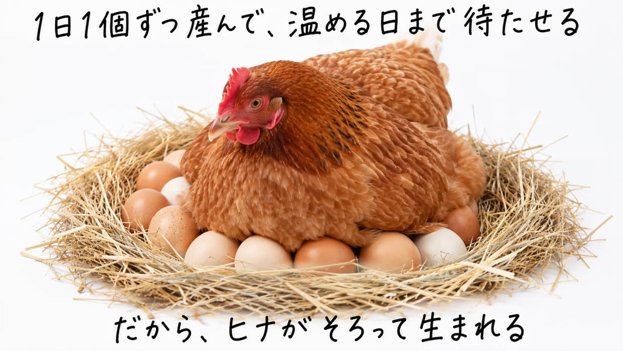 わらの巣にたまった10個ほどの卵を体の下に抱いてあたためる母鶏の実写写真。手書きの黒い文字で「1日1個ずつ産んで、温める日まで待たせる」「だから、ヒナがそろって生まれる」。