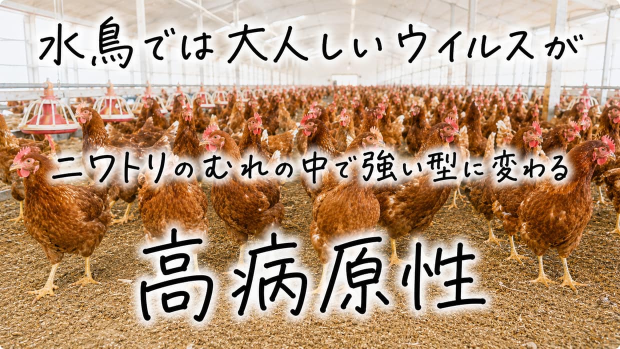 鶏舎に並ぶニワトリの群れの実写写真に、手書きの矢印と文字で「水鳥では大人しいウイルスが」「ニワトリの群れの中で強い型に変わる」「高病原性」と書かれている。