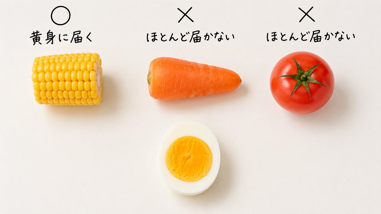 黄色いトウモロコシに丸印と「黄身に届く」、オレンジのニンジンと赤いトマトにバツ印と「ほとんど届かない」。下に黄色い黄身のゆで卵